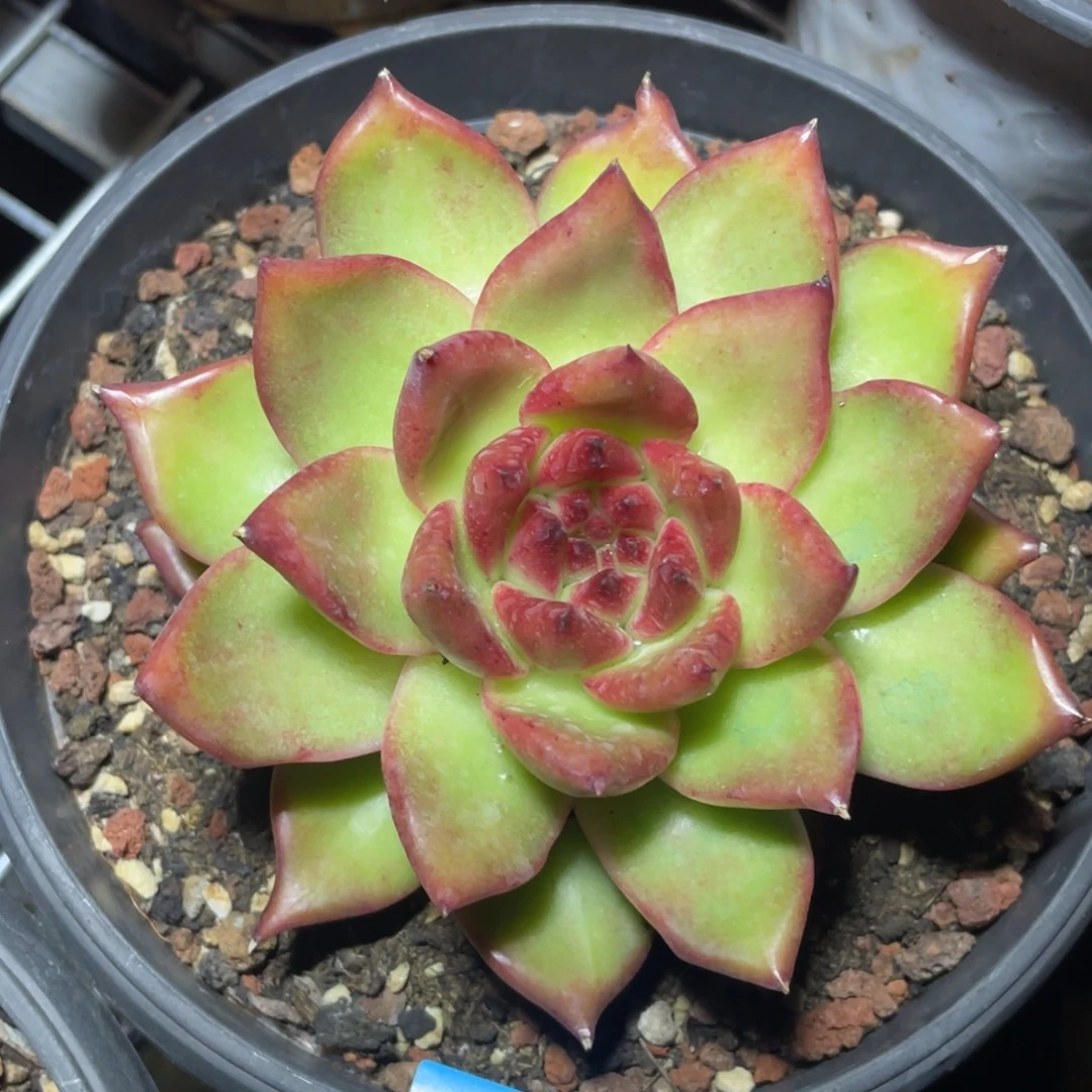 多肉植物多肉植物2913