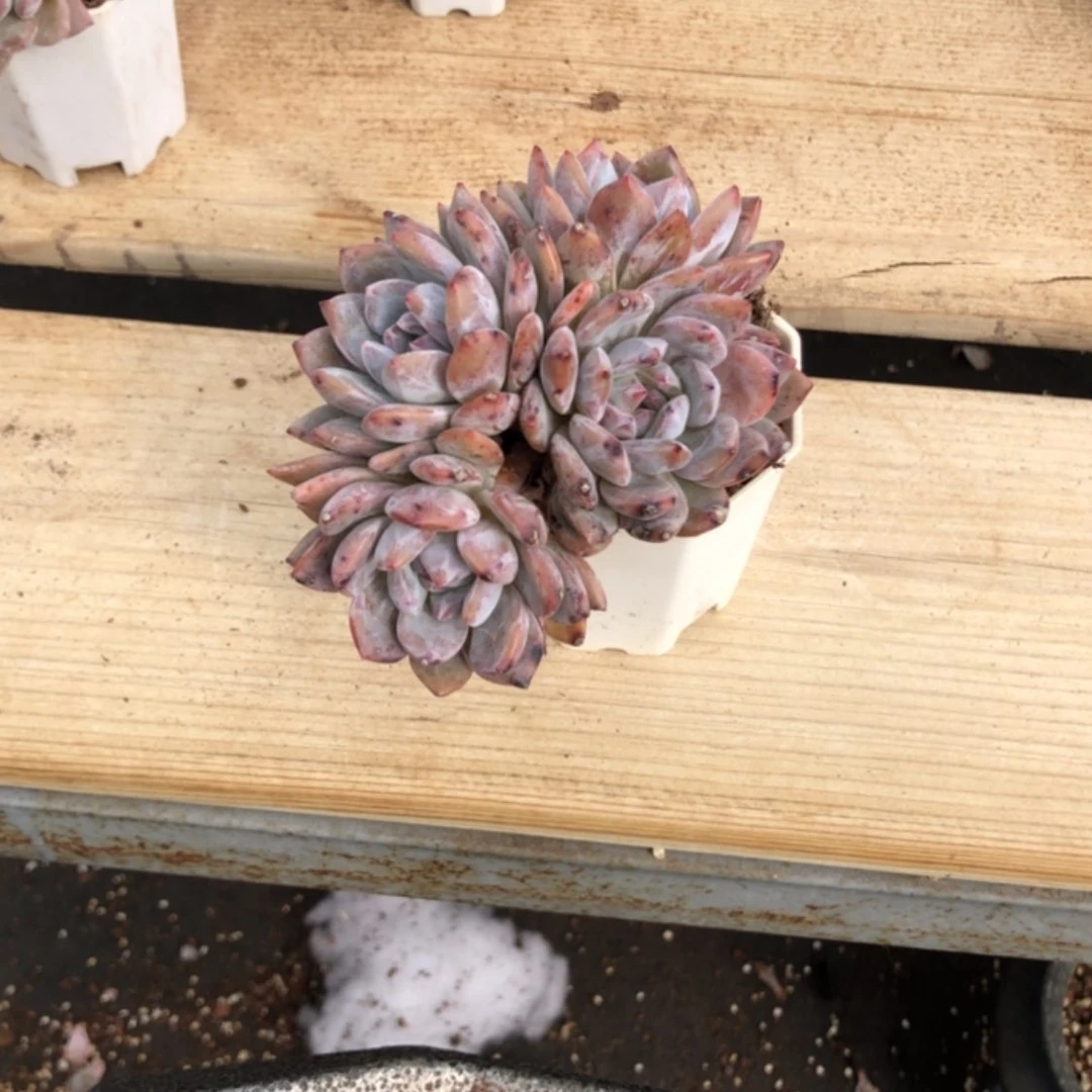 【闪购商品】4头韩橙星影悬崖桩。特惠