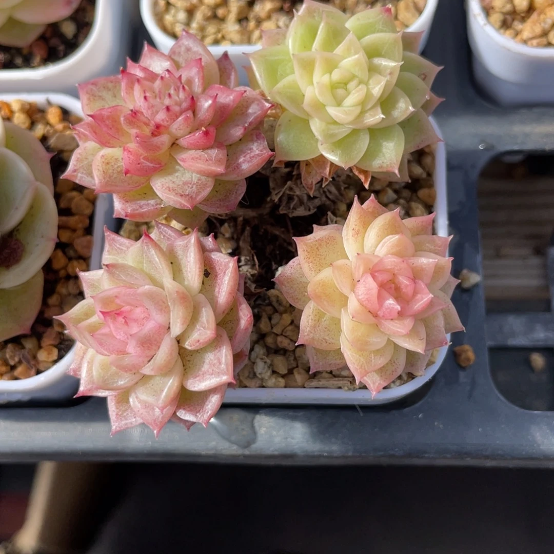 优选飘枝麦杆不包整2611