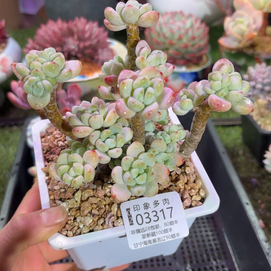 03317z z z x x x c c