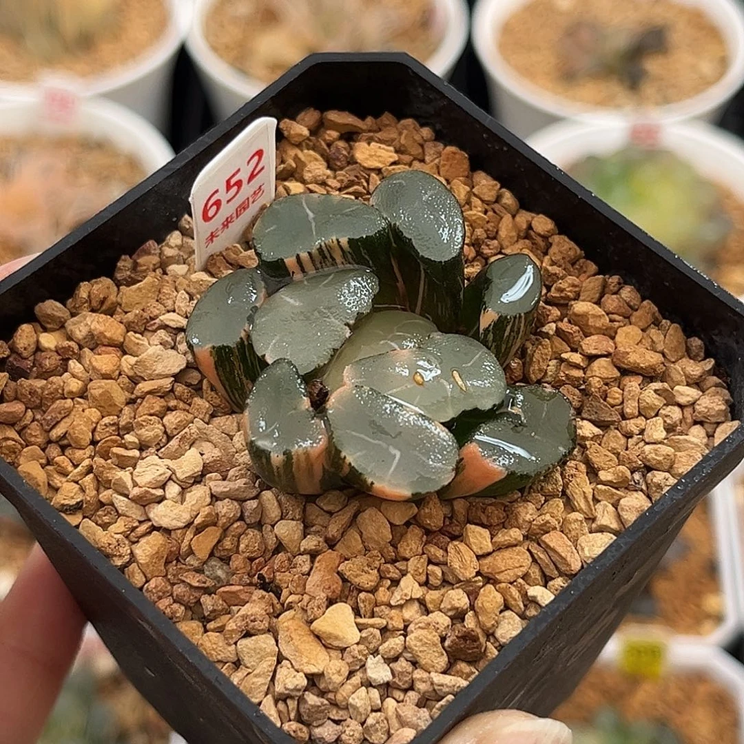 652透镜万象锦福利