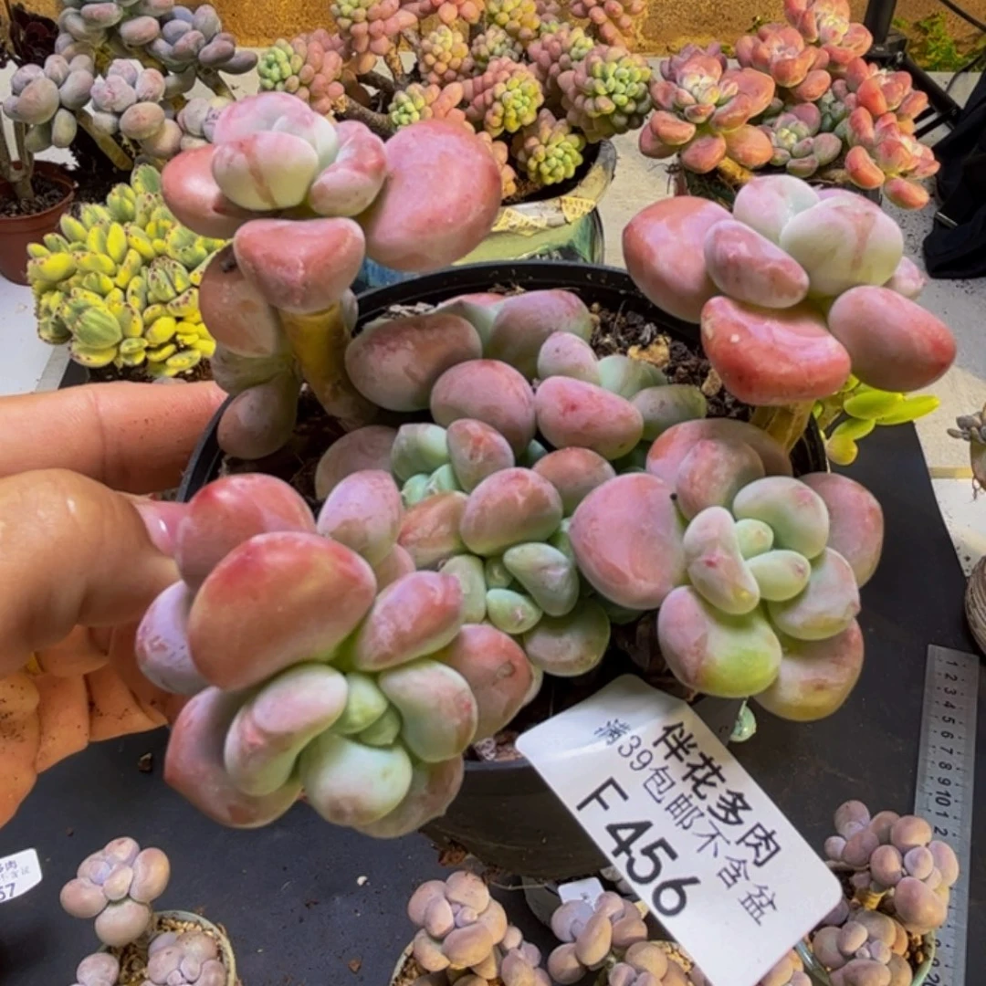 二***丫腰子红洛神456/8vm