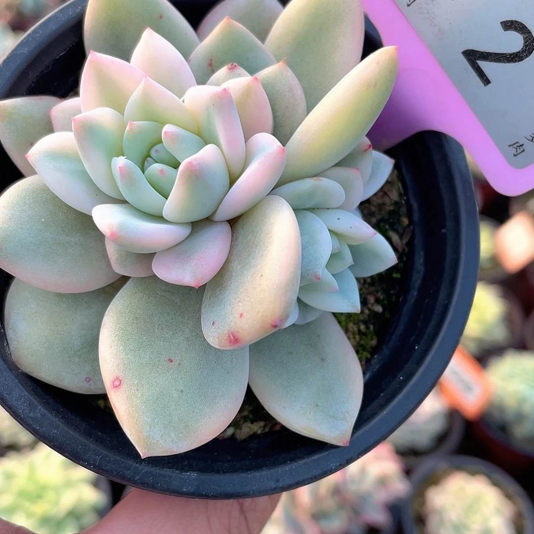 梦露锦底座2号多肉