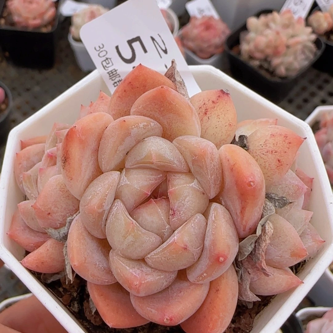 太妃糖三头朵朵一颗