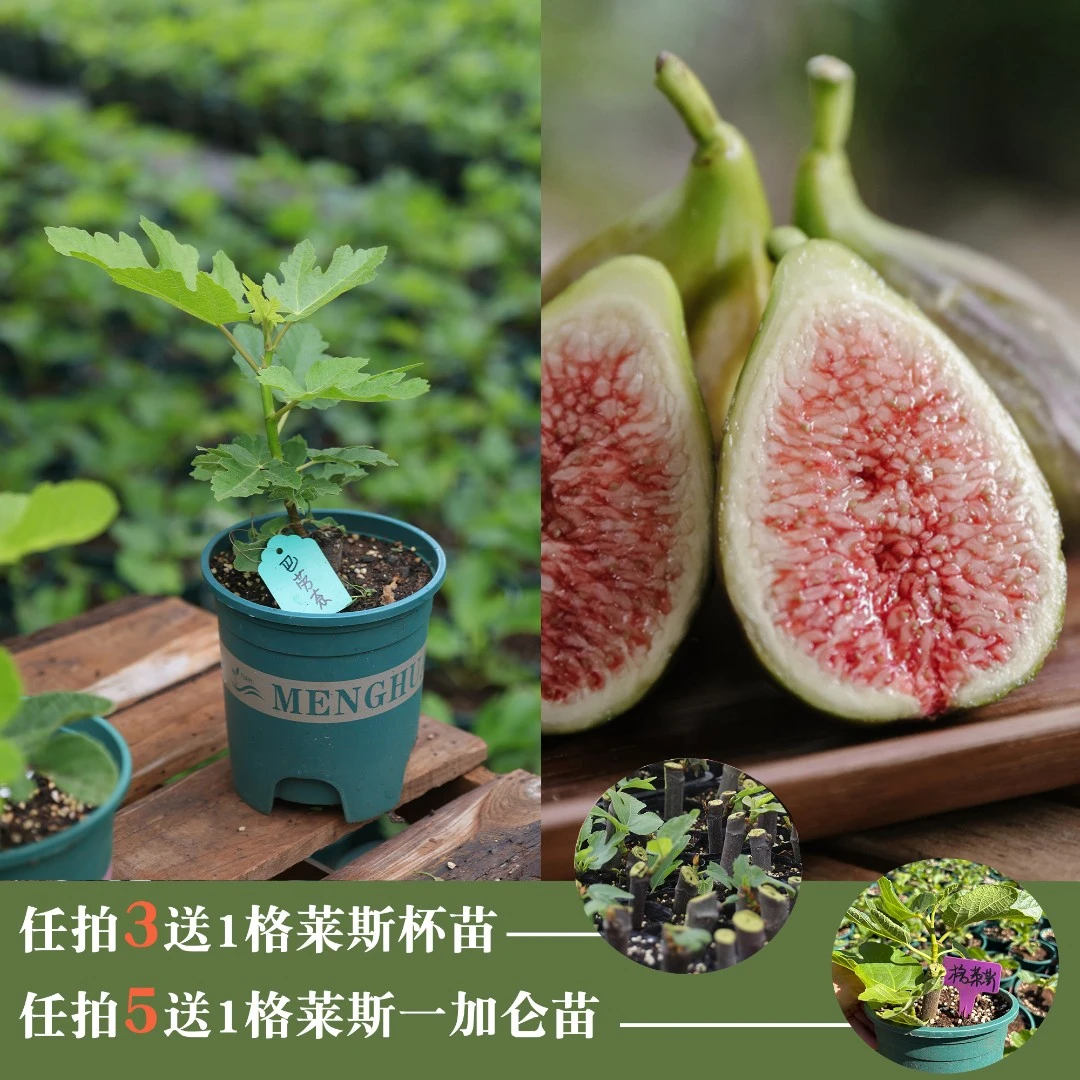 【直播间一物一拍】云南露天无花果苗任拍3送1格莱斯杯苗拍5送1加仑