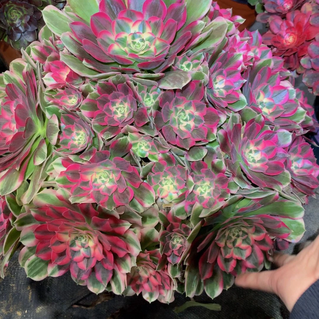 法师多肉植物598男神