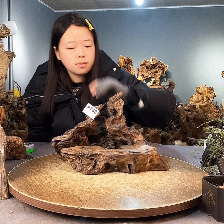 茶盏哈****！733株木的随行的根艺