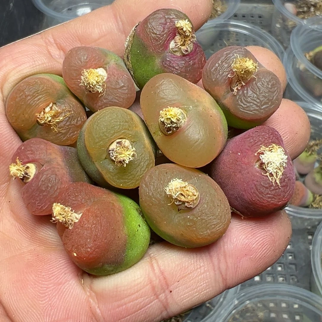 【闪购商品】 325。