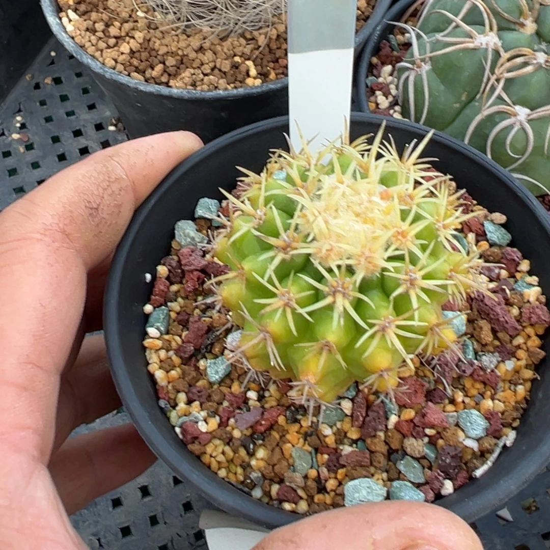 短豪刺金琥多肉植物118