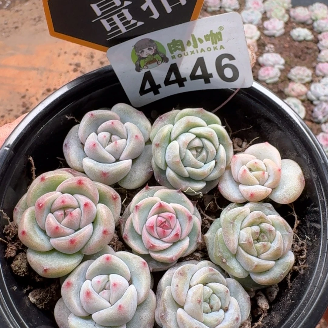 多肉植物多肉植物