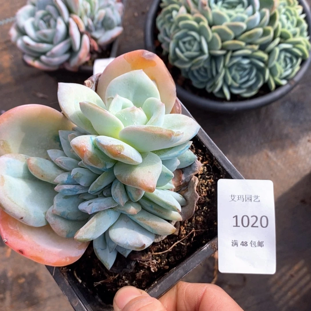 ╃***a奶茶群生多肉多肉020