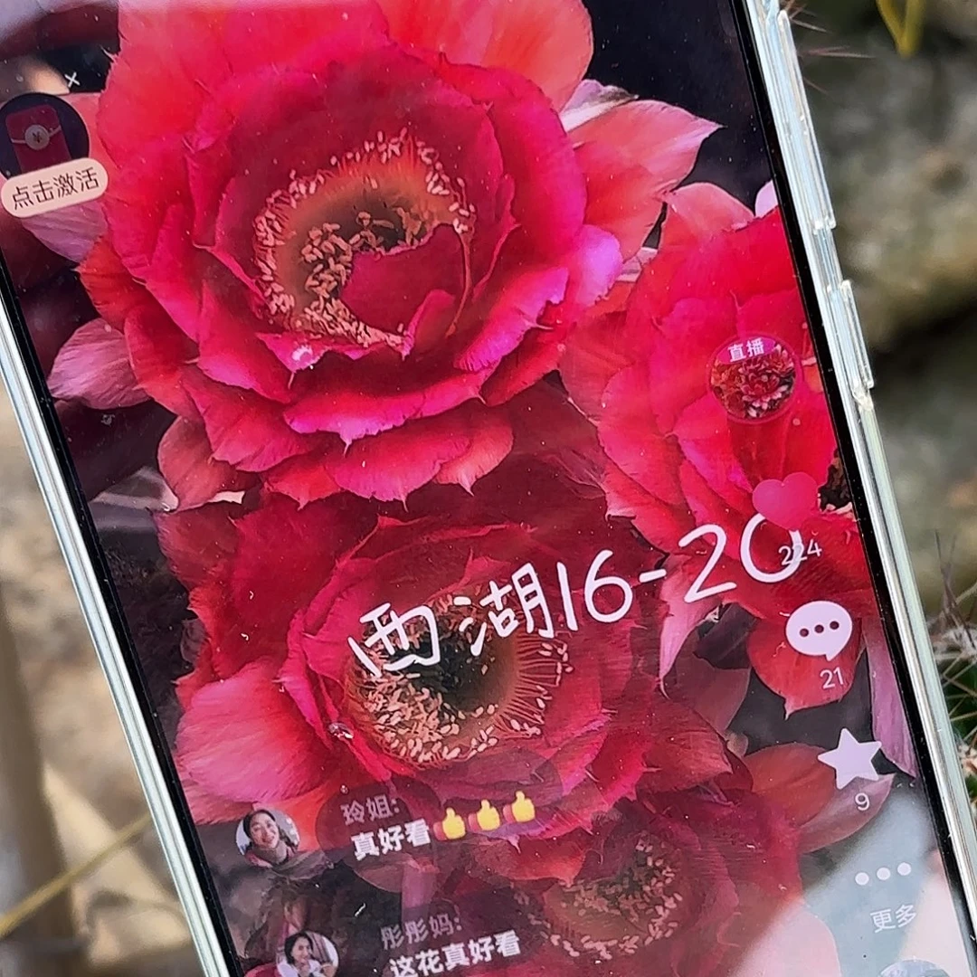 16-20彩侧牙20包邮4-5公分
