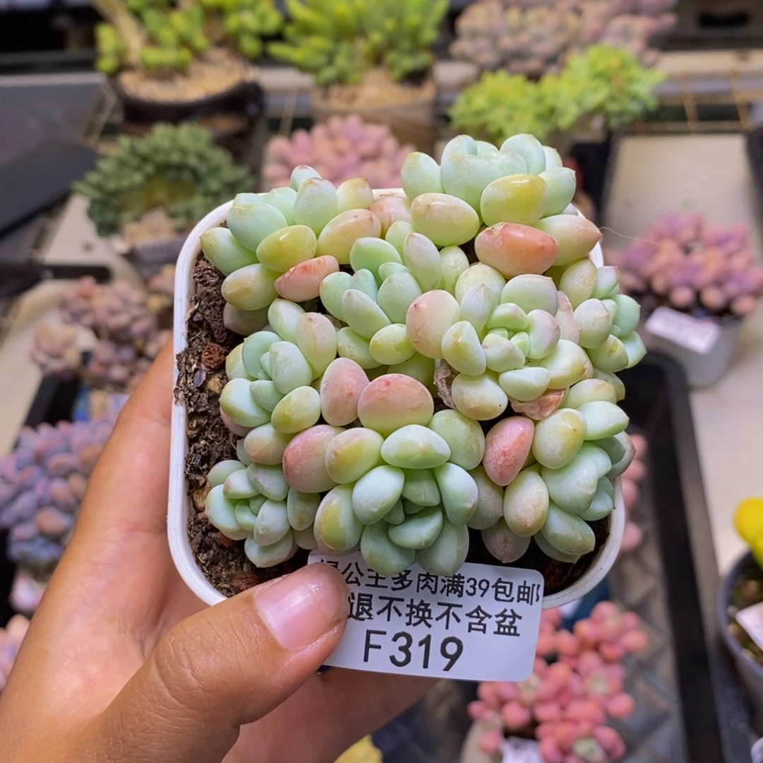 319玉如意多肉7c m