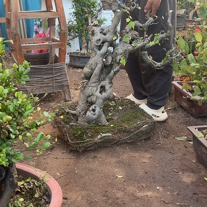 亲***海无花朵哈哈哈哈哈