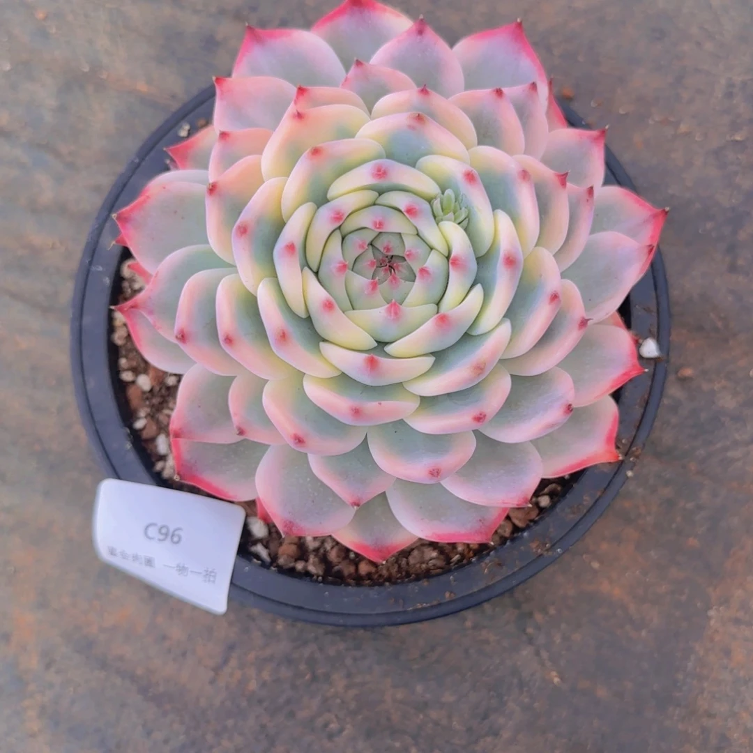 鱼***水C96吉娃娃锦