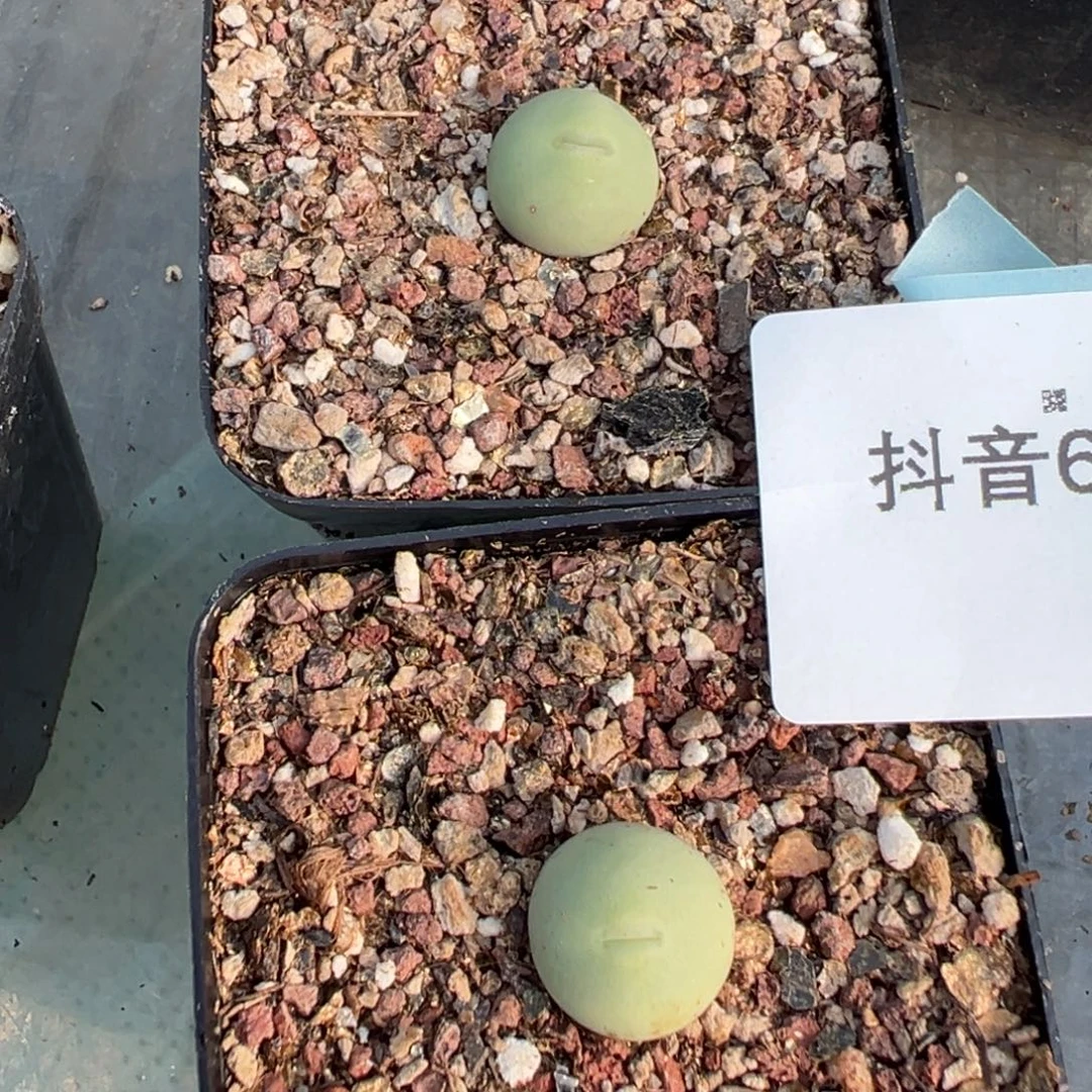 6-19量拍单头白花大g母本一颗