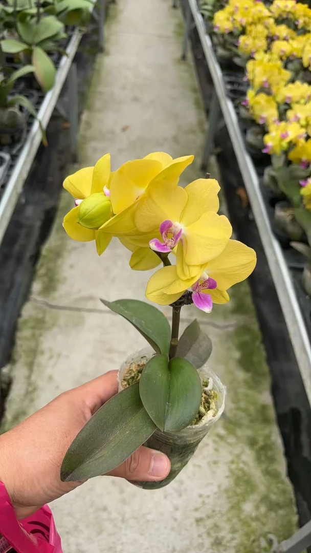 甜格格蝴蝶兰，单颗