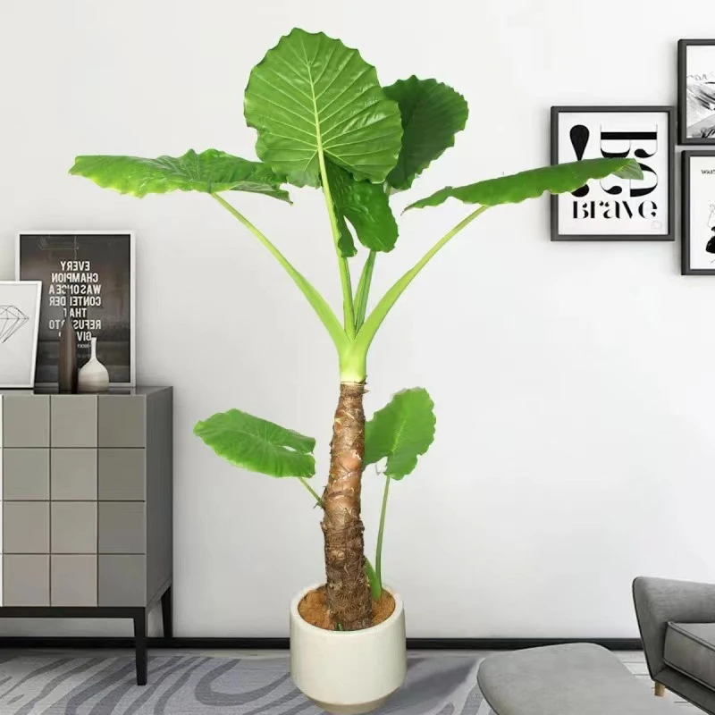 养护室外茶室室内盆栽绿植开花庭院土培结果中秋好礼室内大型水培