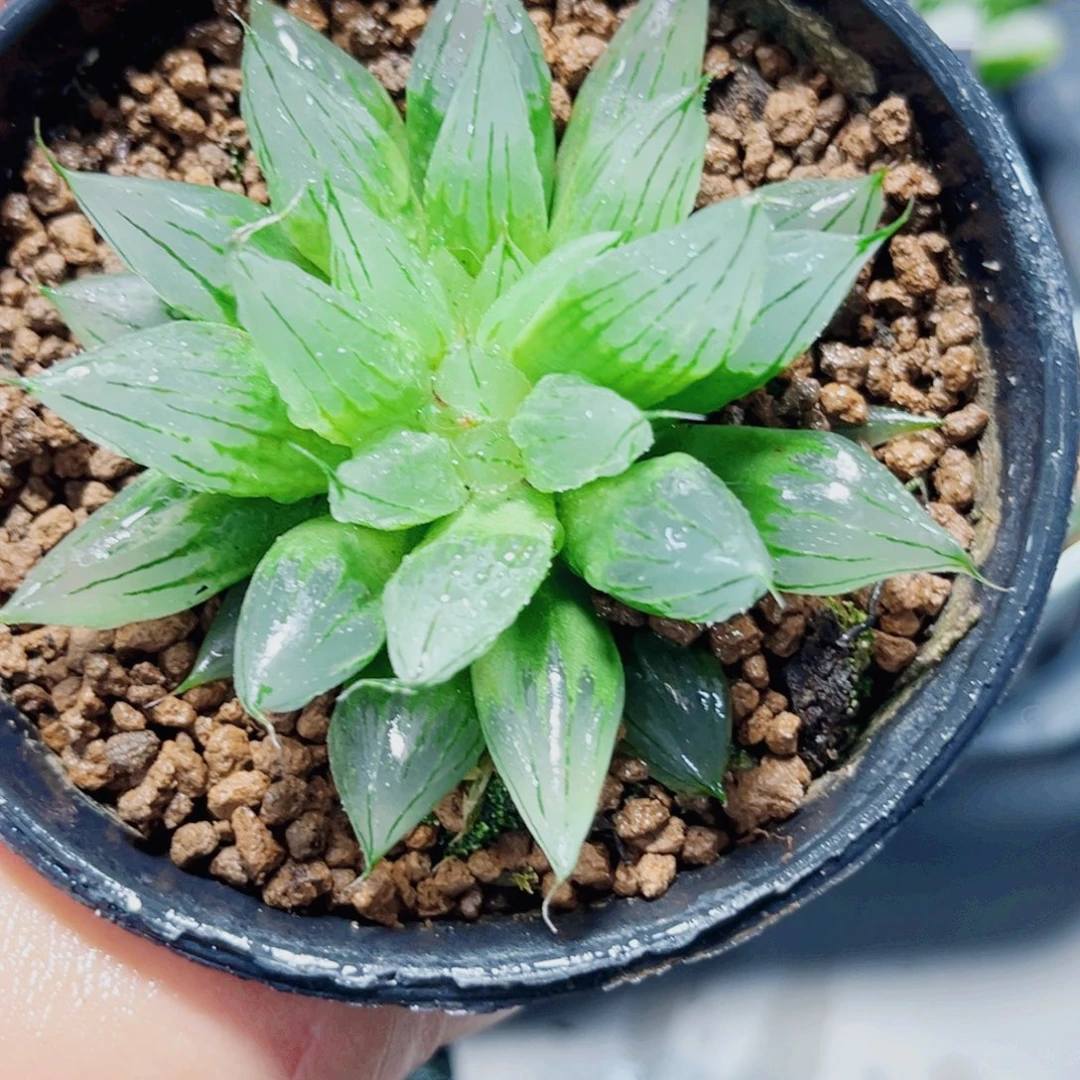 西亚姬多肉植物66666