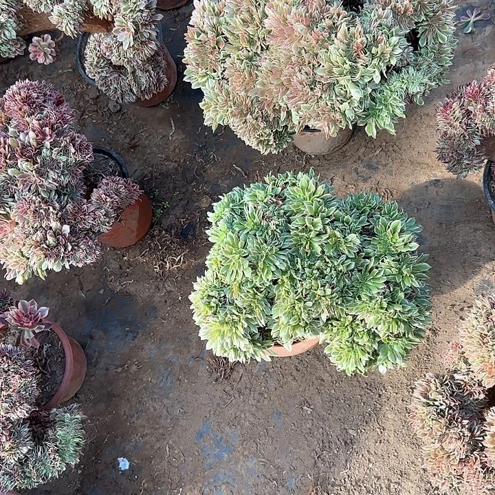 阿*缀话脱土发货缀话