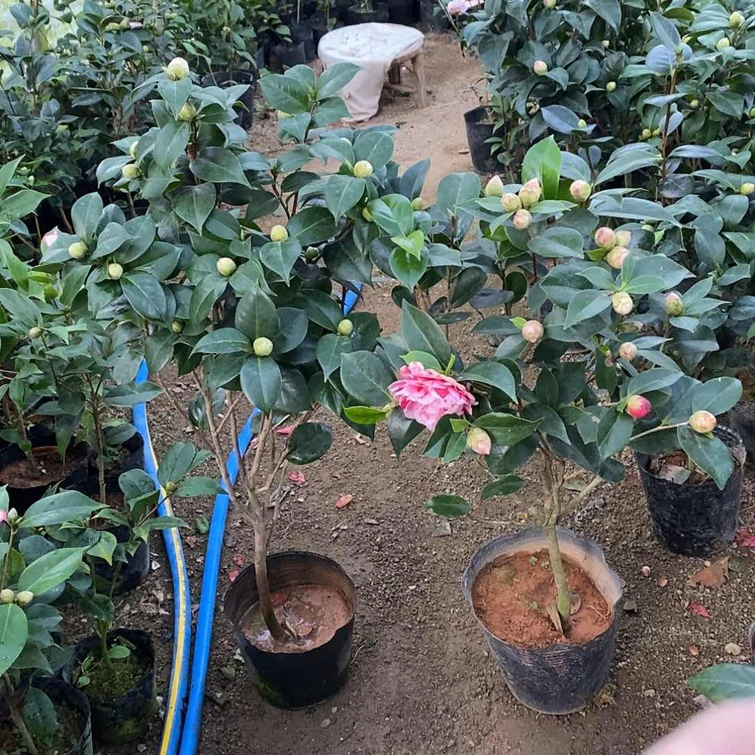 完全开放五色赤丹茶花