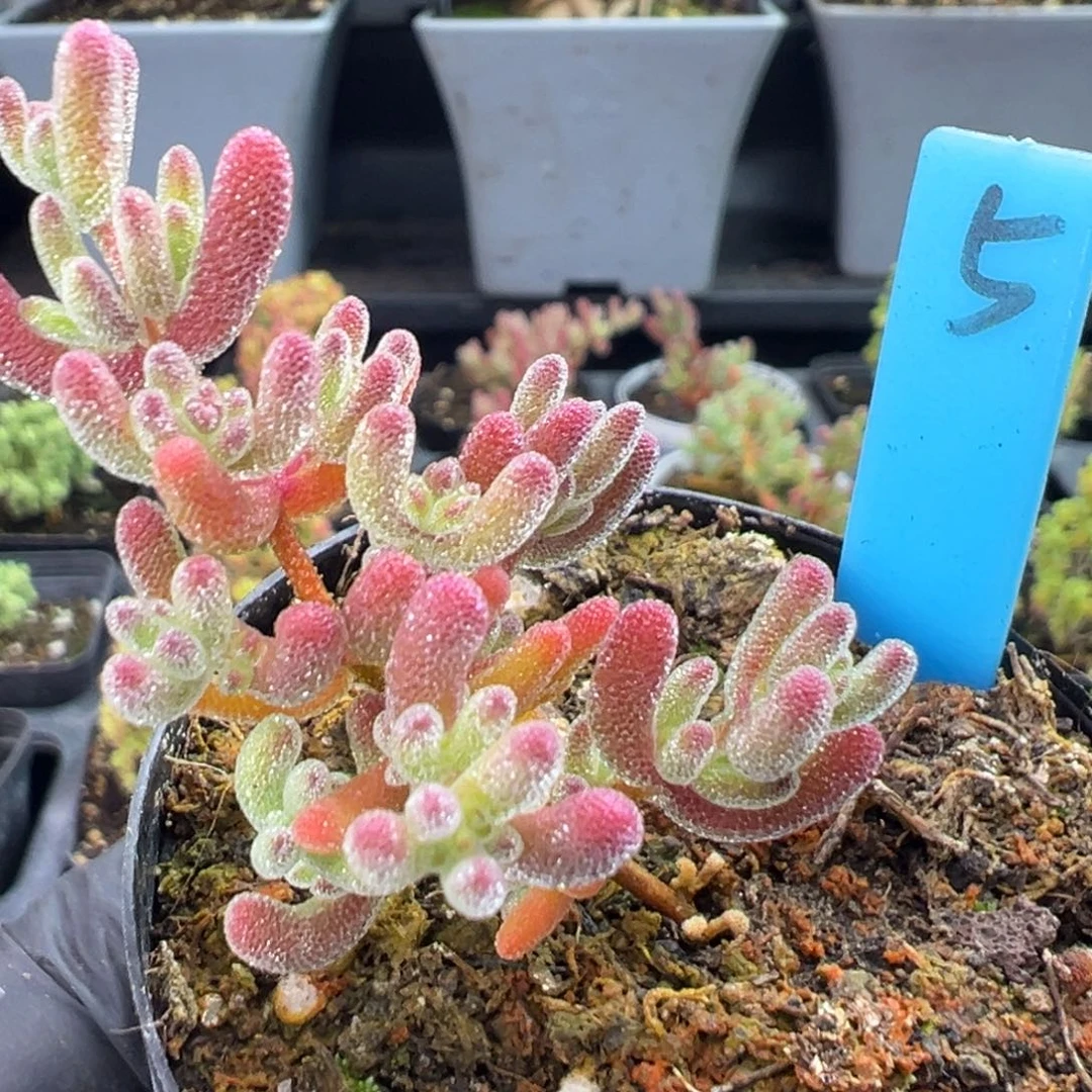 冰紫5号一物一拍