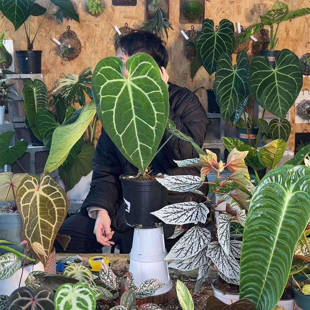 完全开放B01老桩花烛