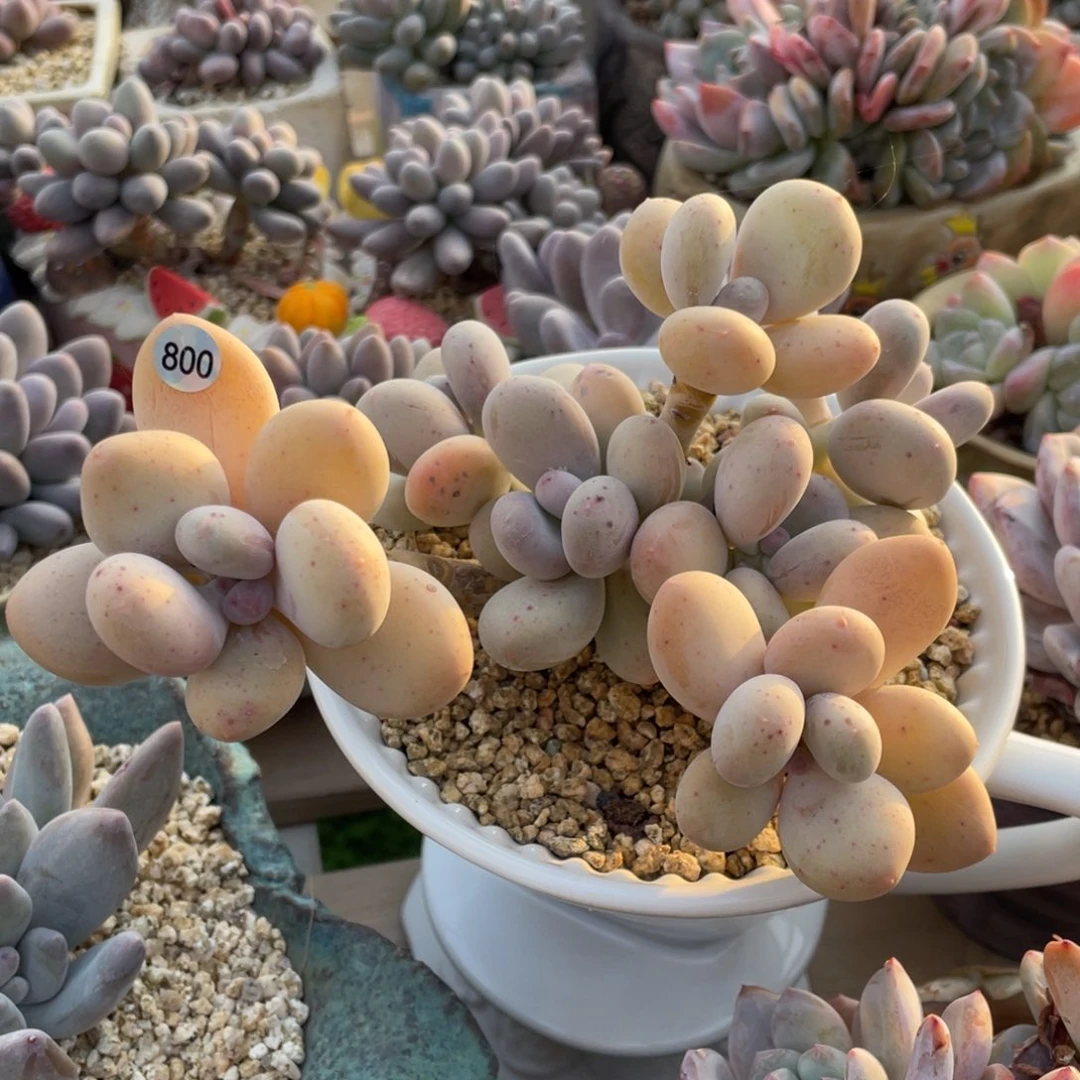 黄金鸡蛋大叶奶酪