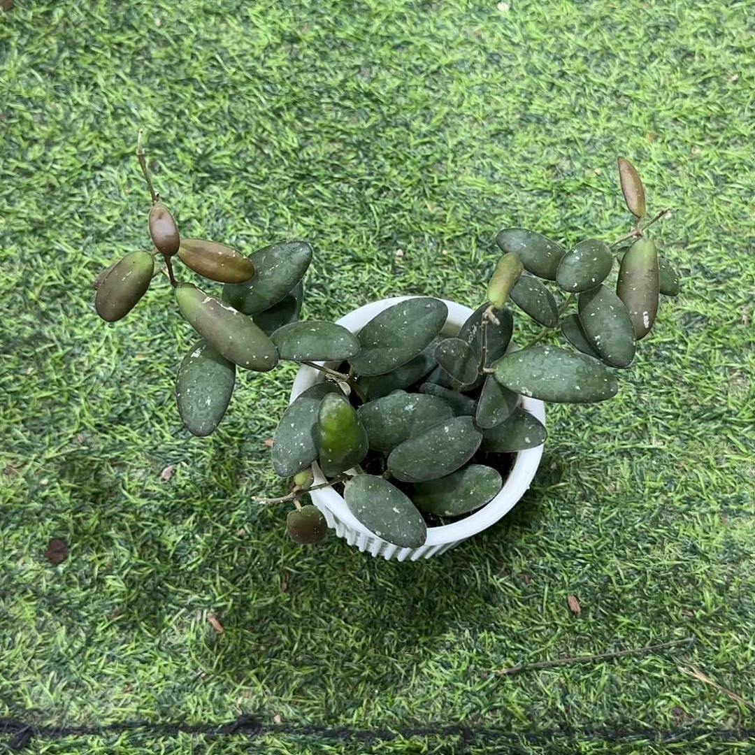 无花朵玉扣球兰桌面款