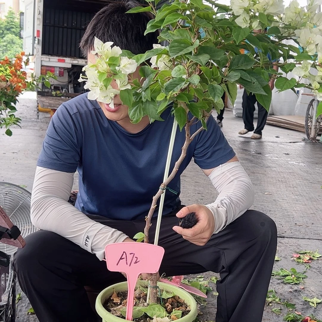 索***玛大部分开放少量花苞A72白狐狸