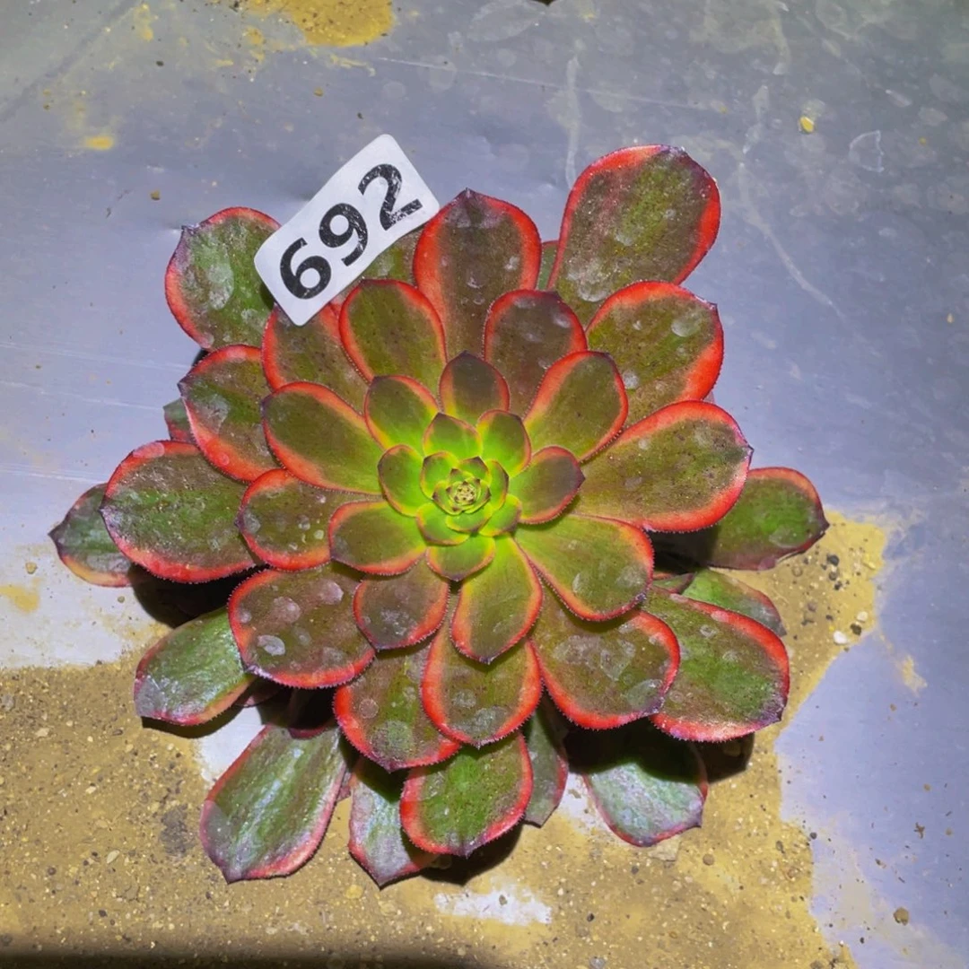 黑寡妇锦多肉之前692