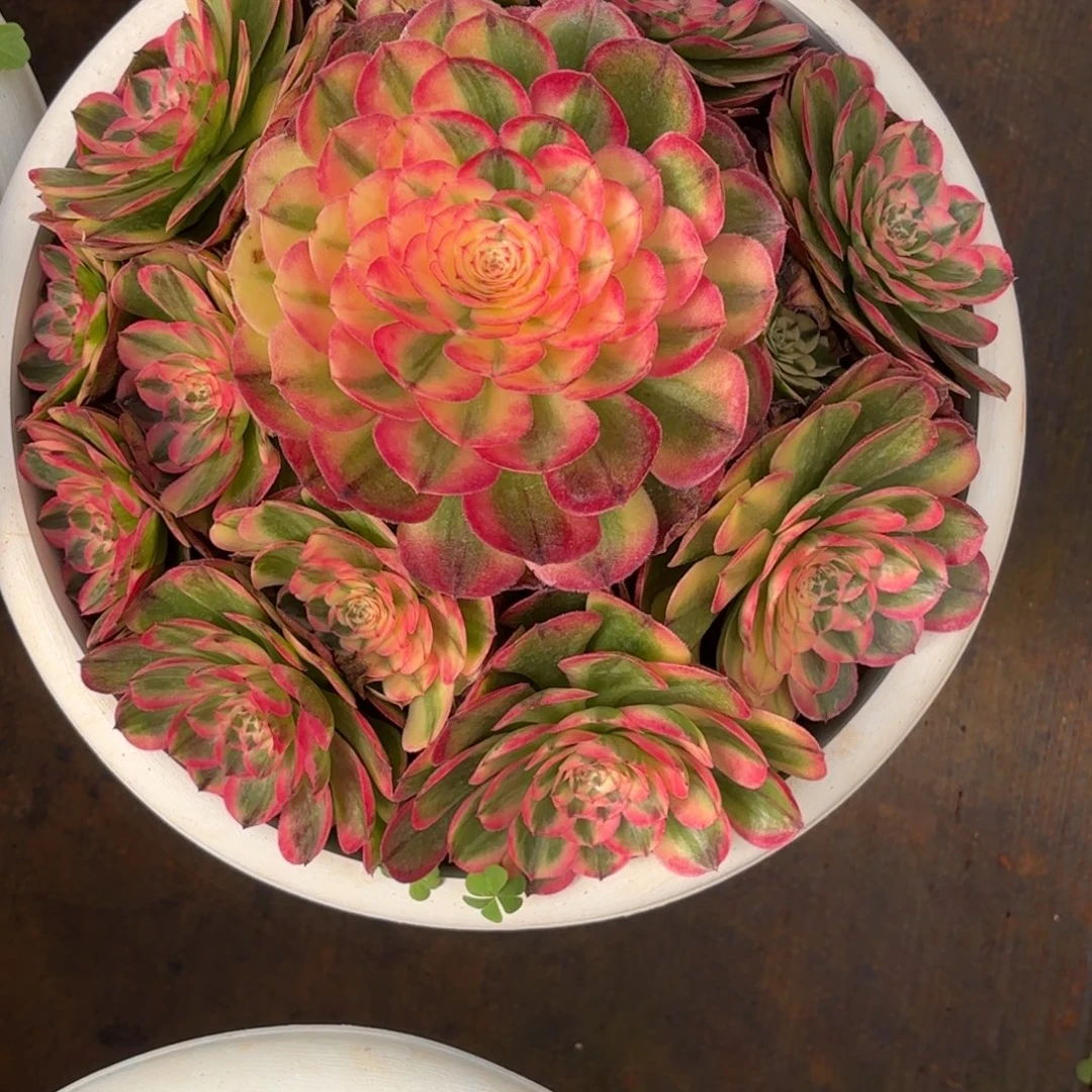 云南多肉植物海神