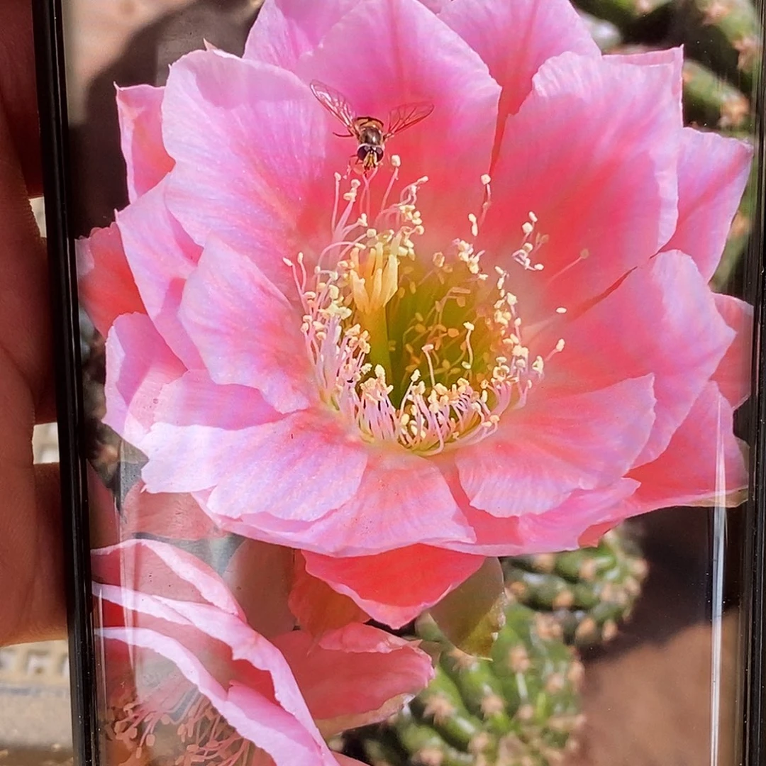 丽0711侧芽歪20包邮/4公分