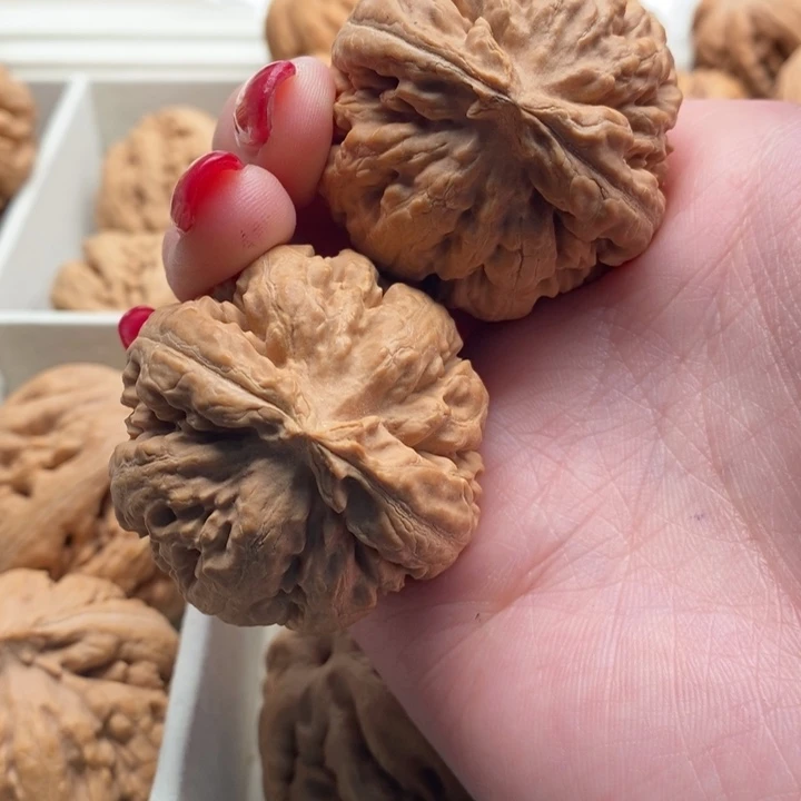 大***身霸王龙全品无修一刀没动