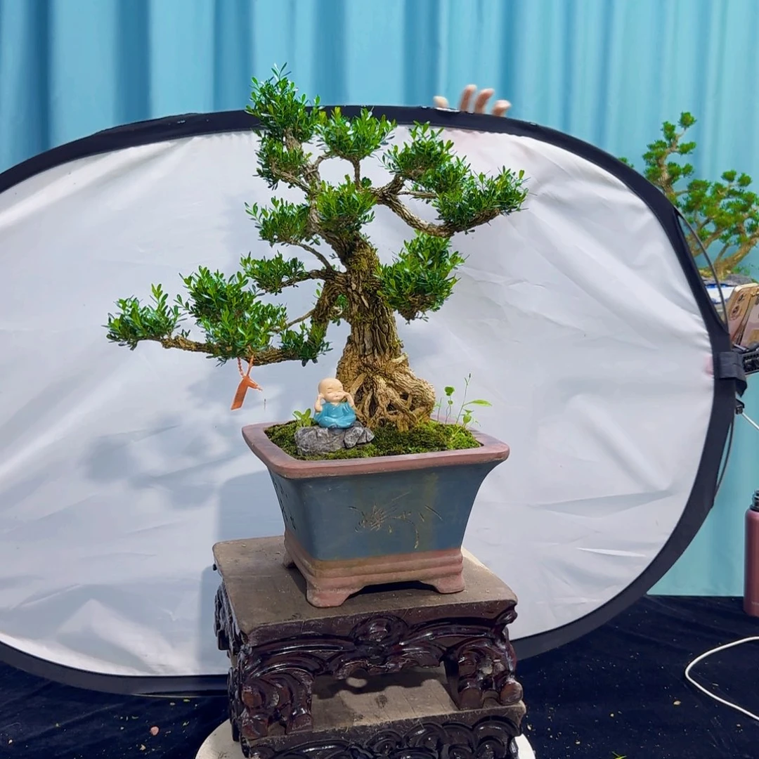 E***Y高端黄杨盆景艺术