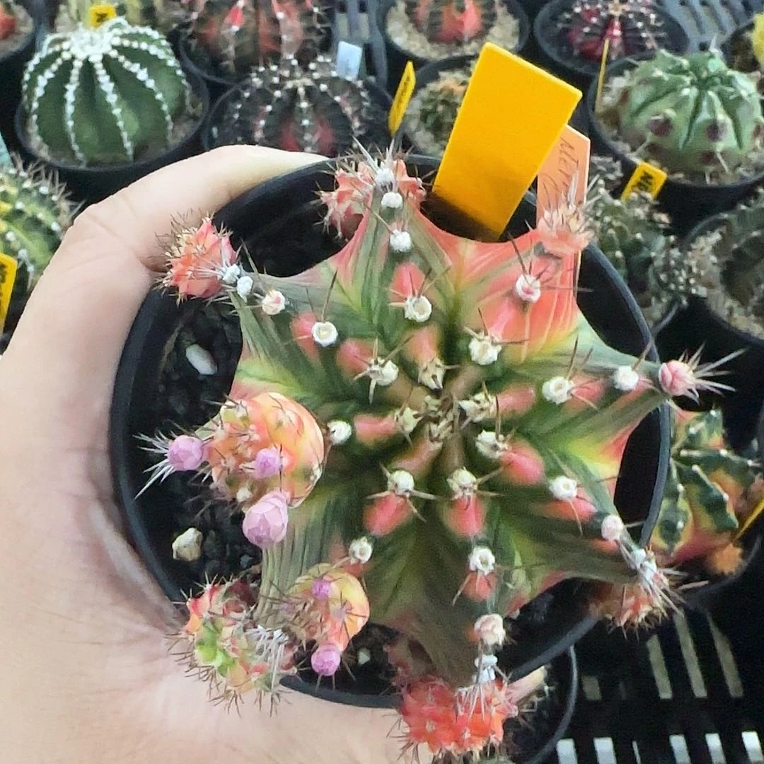 833-1226泰国米哈马丽团团转