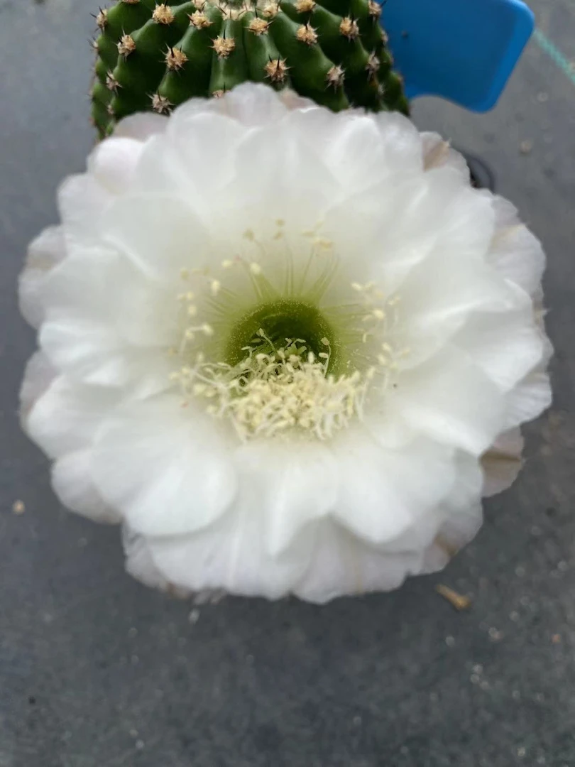 实生彩草、丽花一物一拍裸根摘花发货