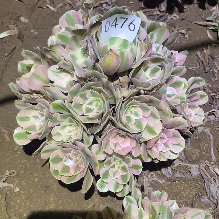 多肉植物法师476女巫