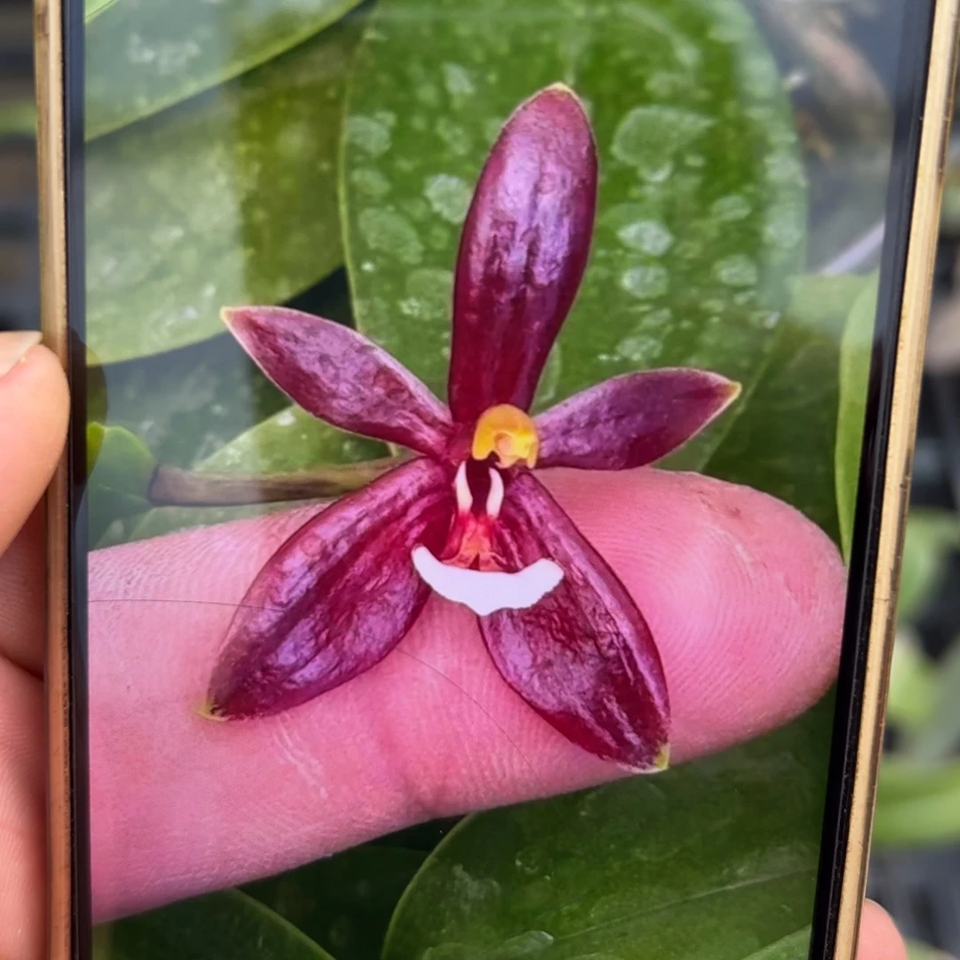 大部分花苞少量开放红鹿角苗