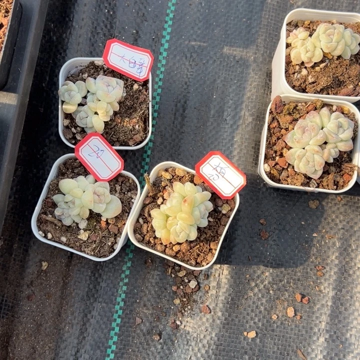 大白羊一物一拍专拍的