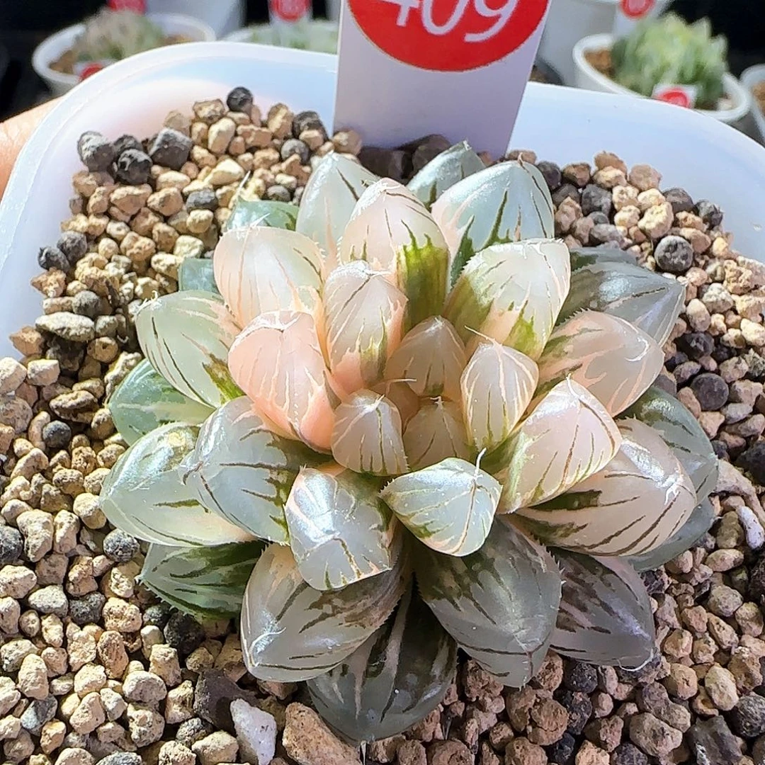 409号霓虹灯一物一拍带盆土