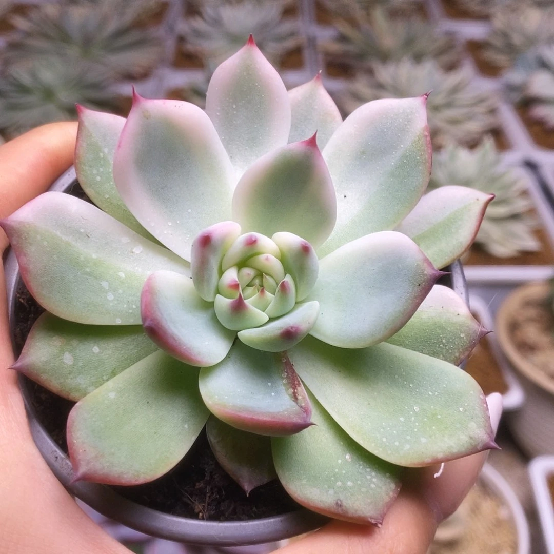 042锦锦锦锦锦锦锦锦锦锦