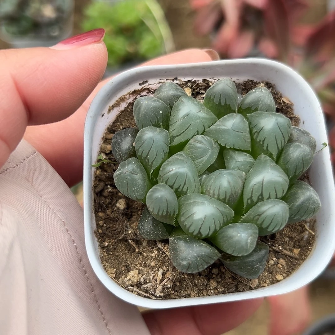 多肉植物玉露单头