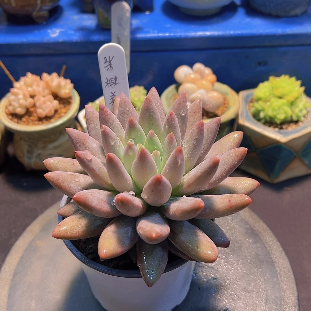 潇*妹紫樱美人，多肉植物，