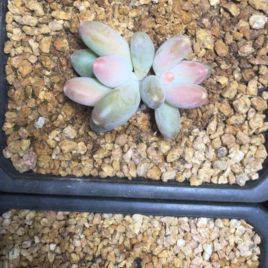 X系列美人新品 一物一拍