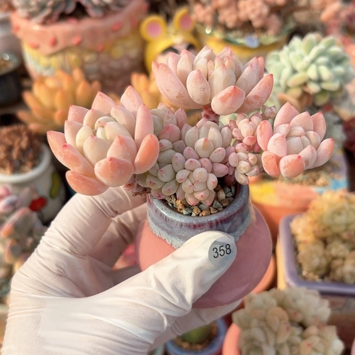 358 6多肉含盆土30元包邮除偏远地区