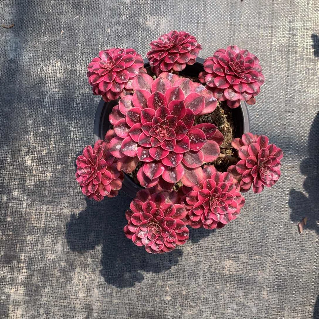 黑同白888888888法师多肉植物