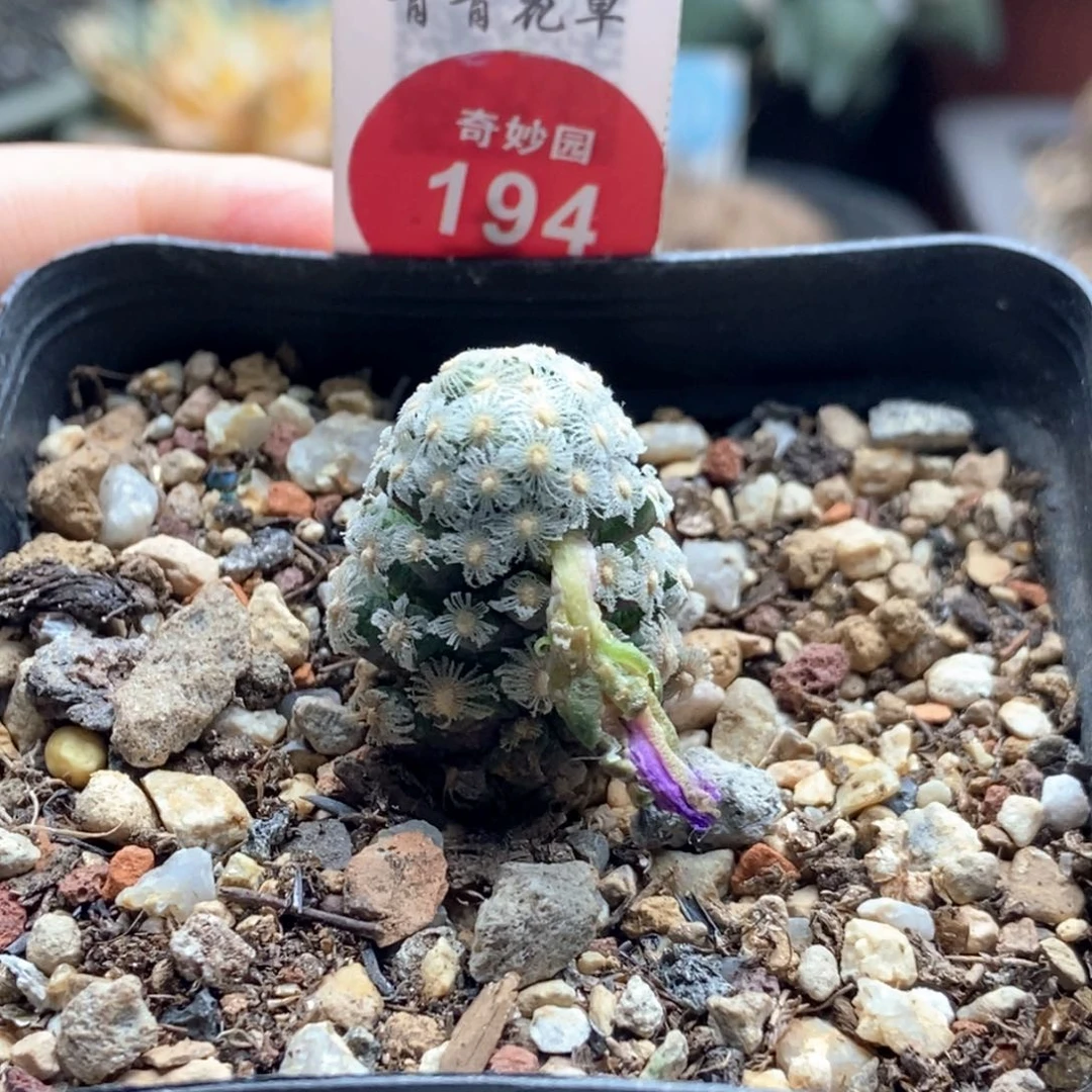 实生黛丝尤一颗仙人球