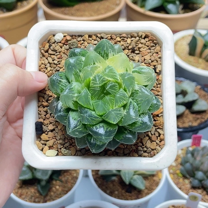 24  实生玉露十二卷多肉