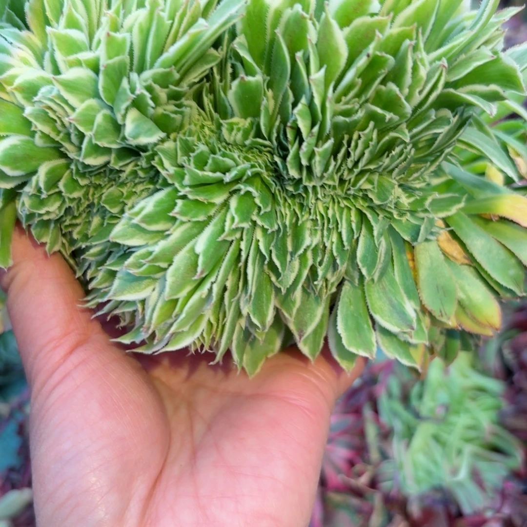 嗯8585 号多肉法师特价